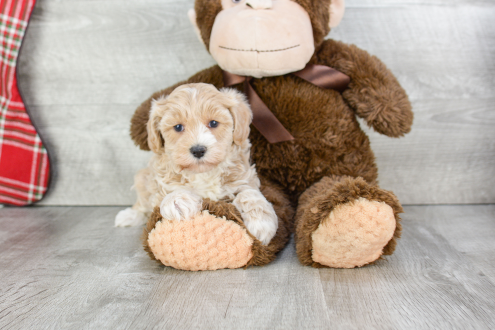 Maltipoo Puppy for Adoption