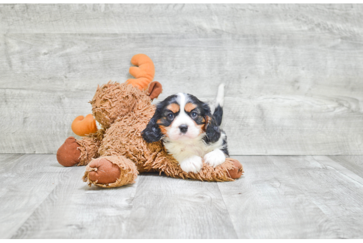 Best Cavalier King Charles Spaniel Baby