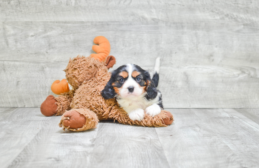 Best Cavalier King Charles Spaniel Baby