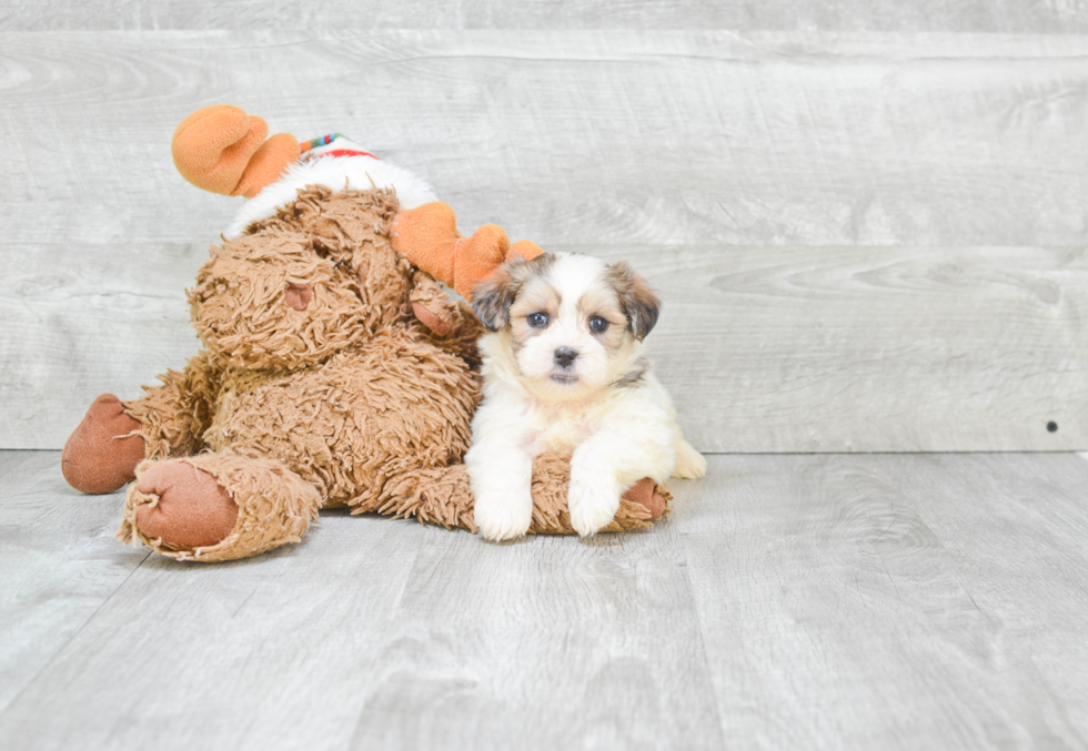 Happy Teddy Bear Baby