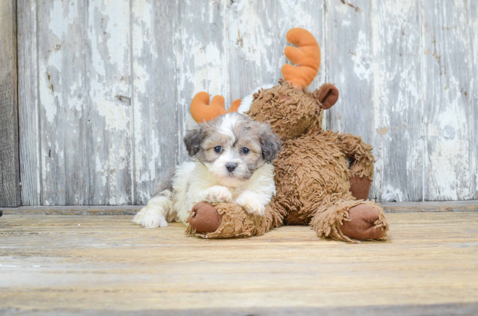 Popular Teddy Bear Designer Pup