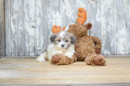 Popular Teddy Bear Designer Pup