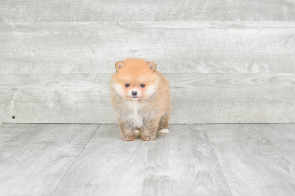 Pomeranian Pup Being Cute