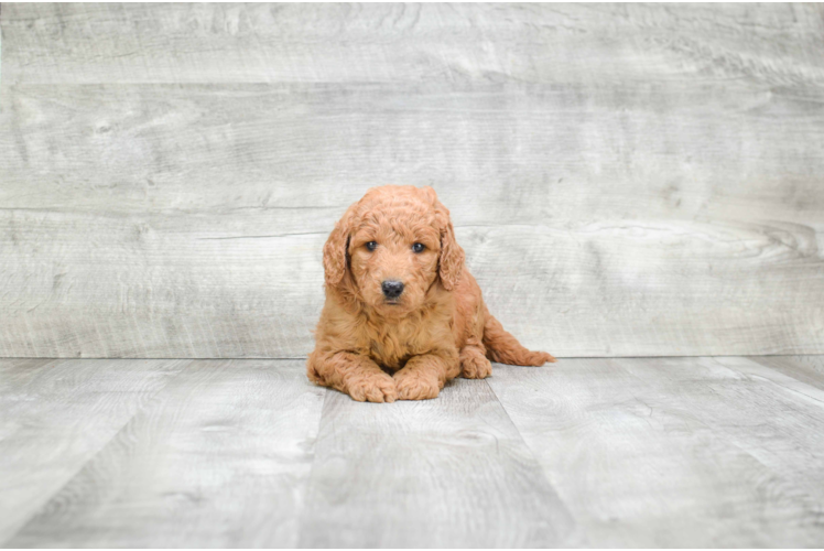 Mini Goldendoodle Puppy for Adoption