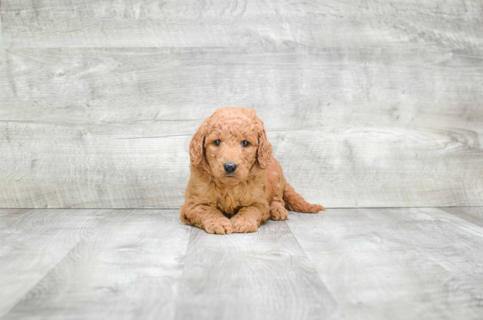 Mini Goldendoodle Puppy for Adoption