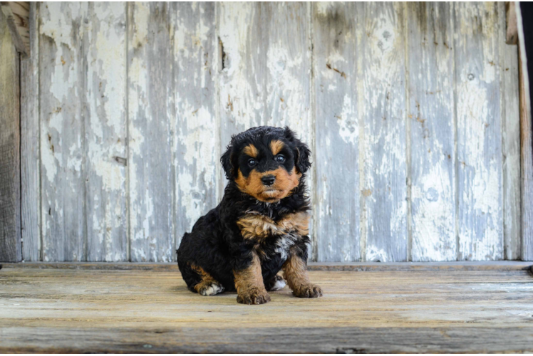 Mini Bernedoodle Puppy for Adoption