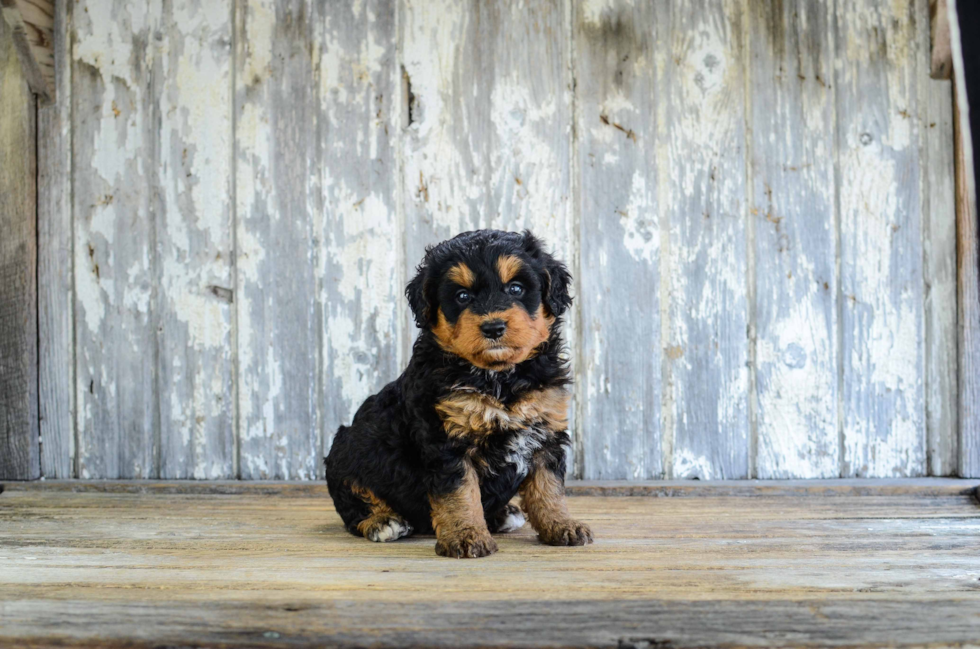 Mini Bernedoodle Puppy for Adoption