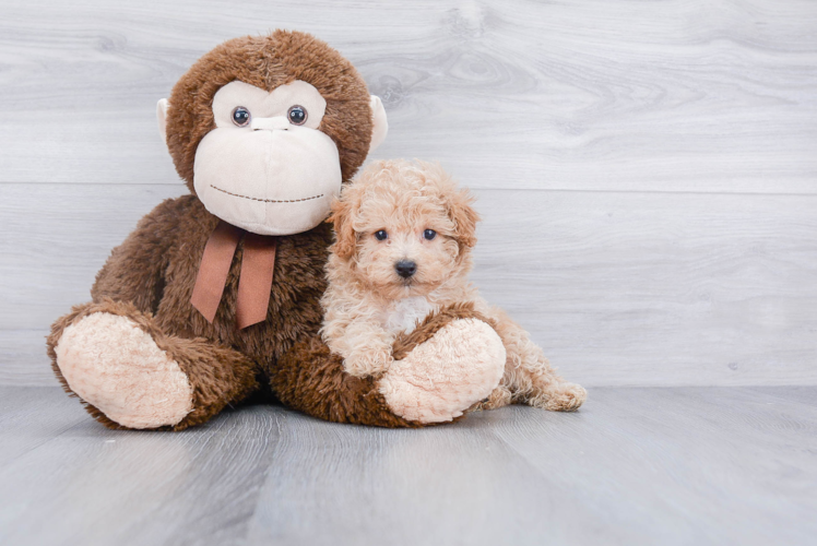 Havanese Pup Being Cute