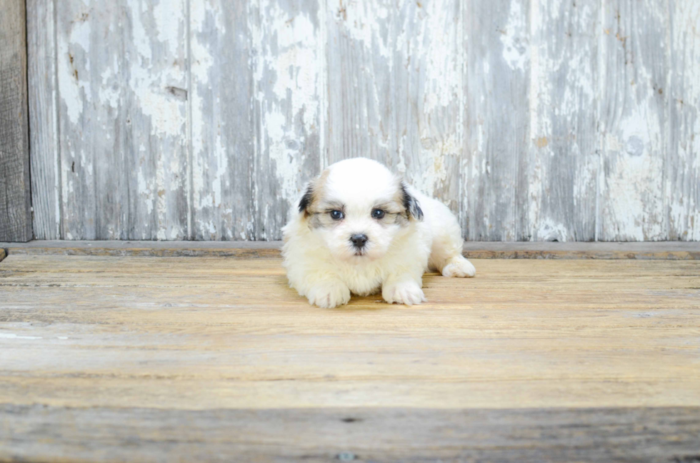 Best Havanese Baby