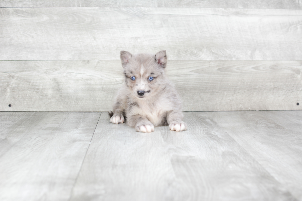 Pomsky Puppy for Adoption