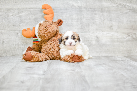 Teddy Bear Pup Being Cute