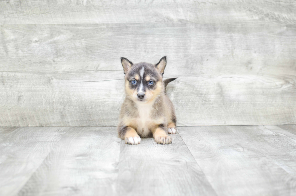 Friendly Pomsky Baby