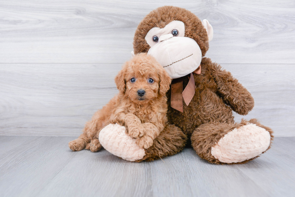 Mini Goldendoodle Pup Being Cute