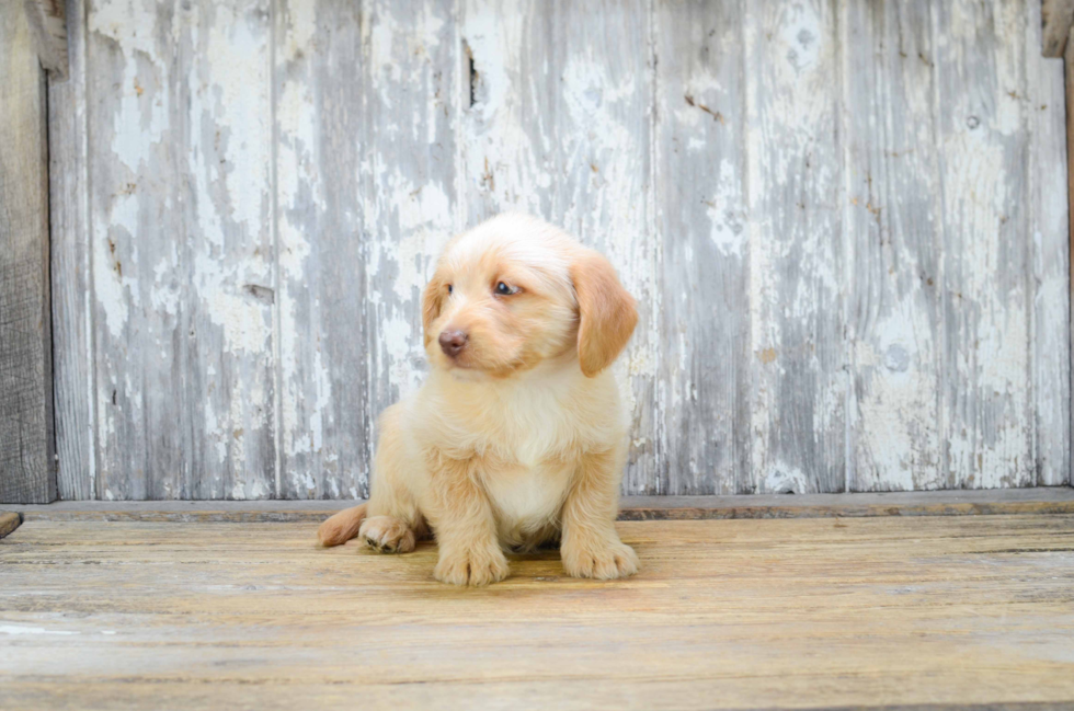 Mini Labradoodle Pup Being Cute