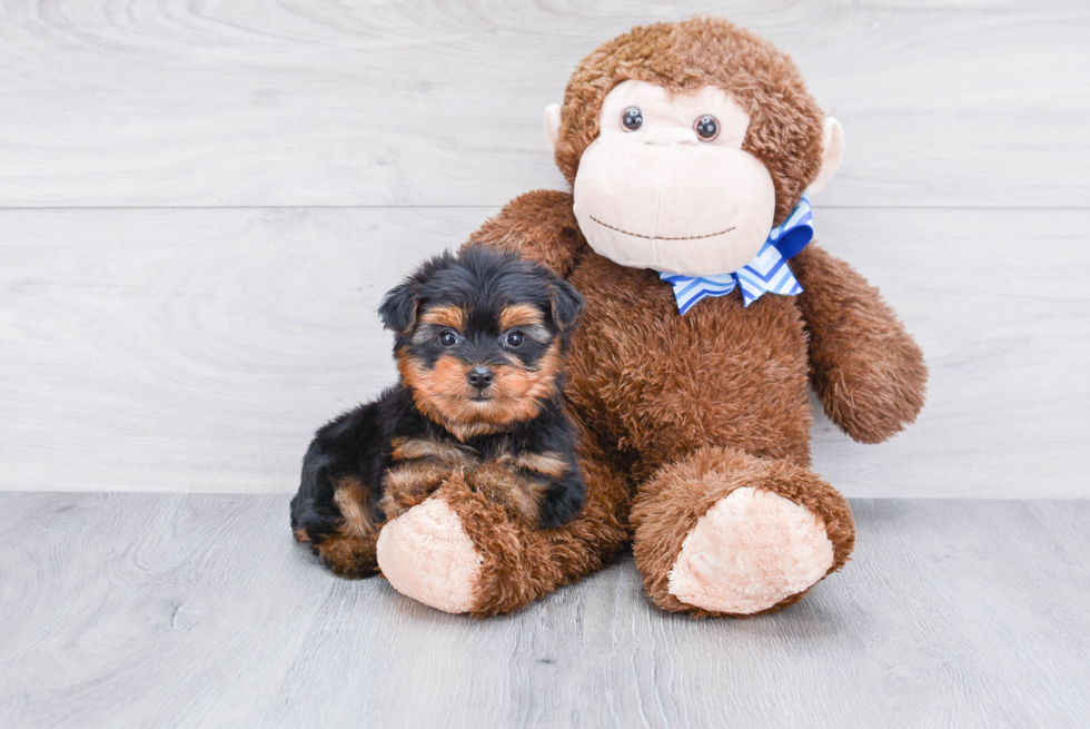 Meet Beckham - our Yorkshire Terrier Puppy Photo 