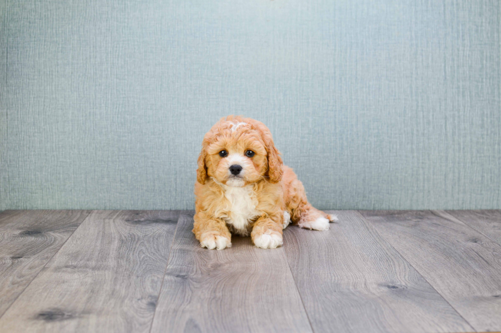 Funny Cavapoo Poodle Mix Pup