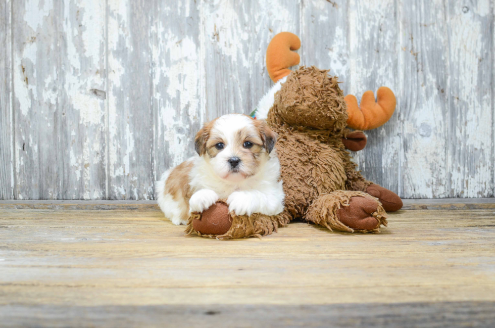 Teddy Bear Puppy for Adoption