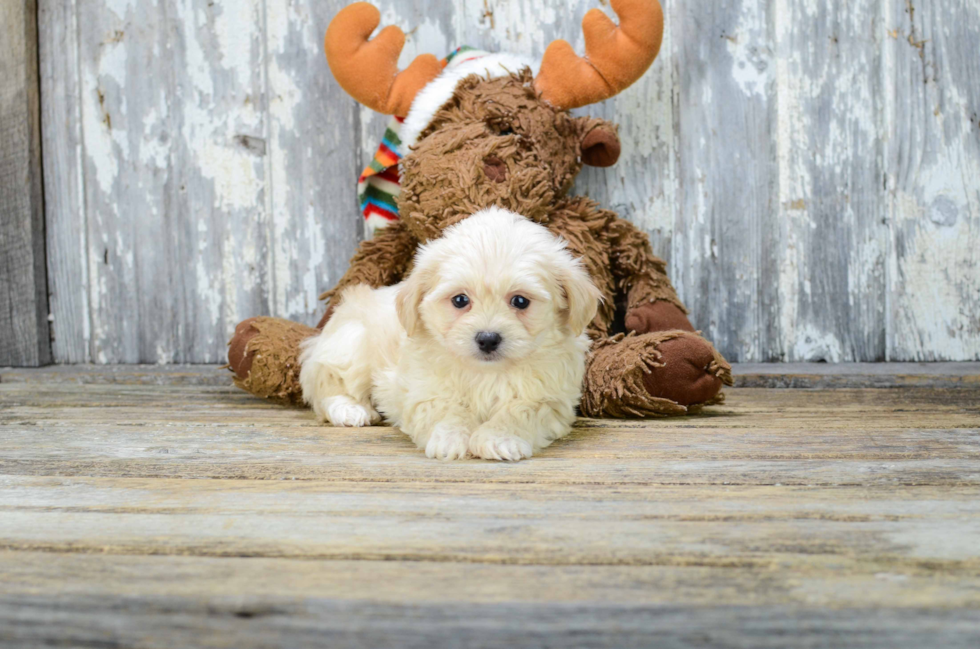 Maltipoo Pup Being Cute