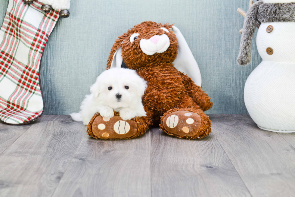 Popular Maltese Baby