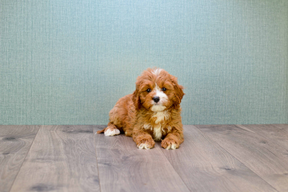 Cavapoo Pup Being Cute