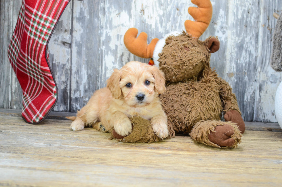 Happy Cavachon Baby