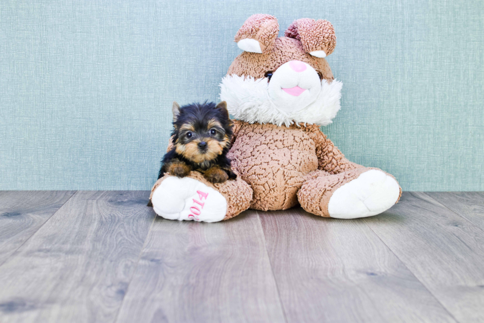 Meet Tinkerbell - our Yorkshire Terrier Puppy Photo 