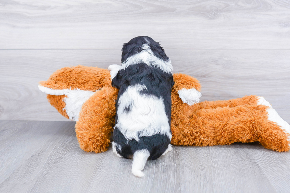 Cavalier King Charles Spaniel Pup Being Cute