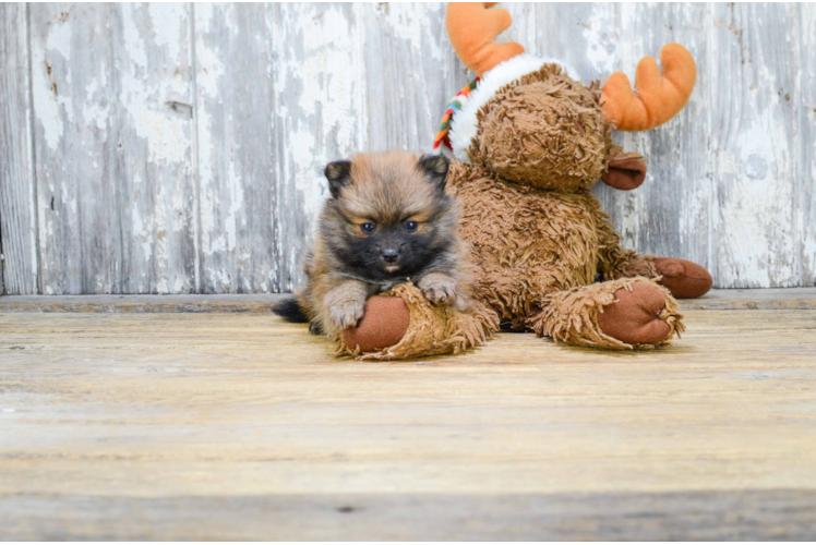 Pomeranian Pup Being Cute