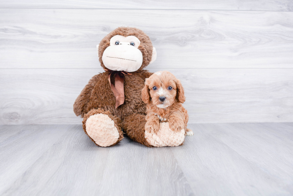 Cavapoo Pup Being Cute