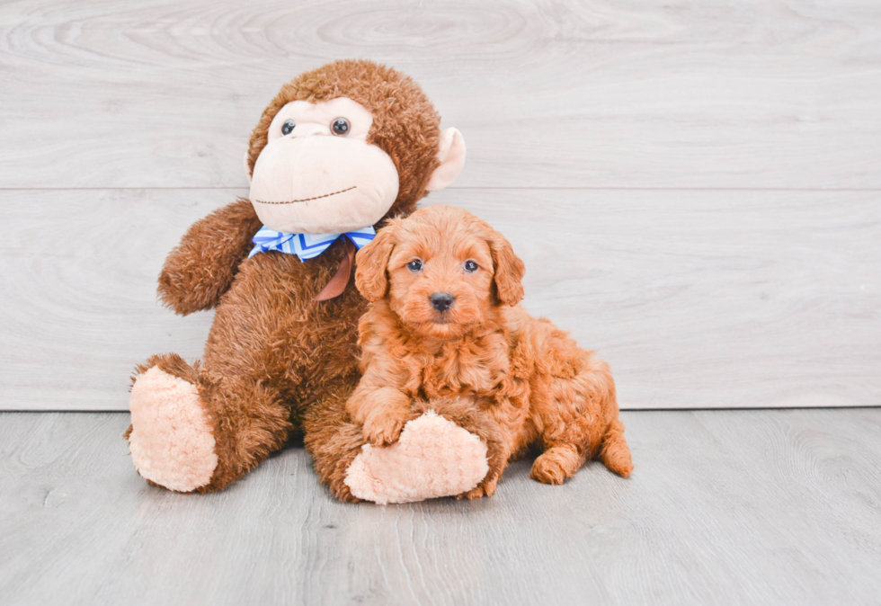 Mini Goldendoodle Puppy for Adoption