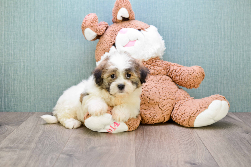 Popular Teddy Bear Designer Pup