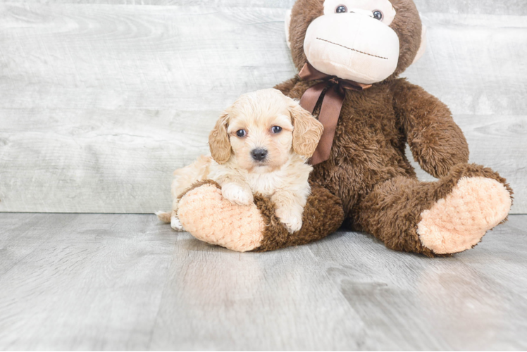 Cavachon Pup Being Cute