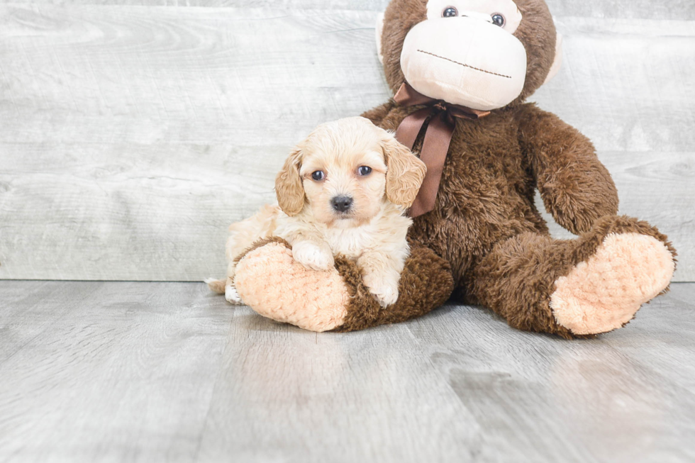 Cavachon Pup Being Cute