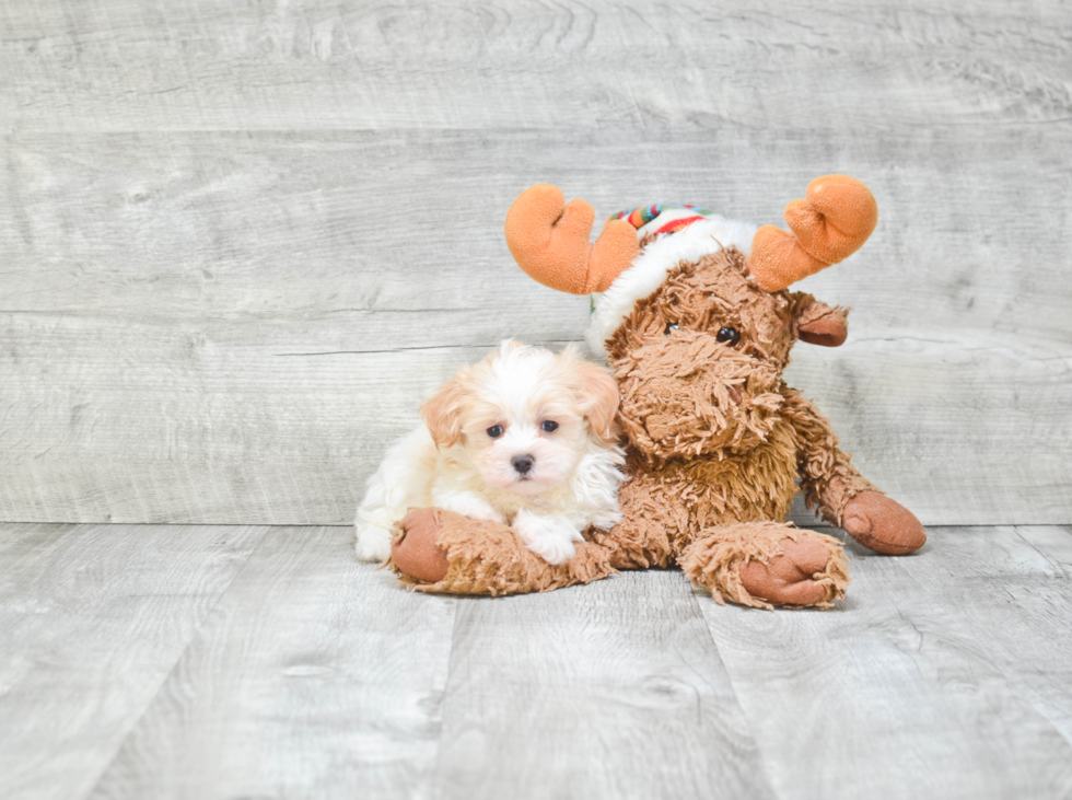 Playful Maltepoo Poodle Mix Puppy