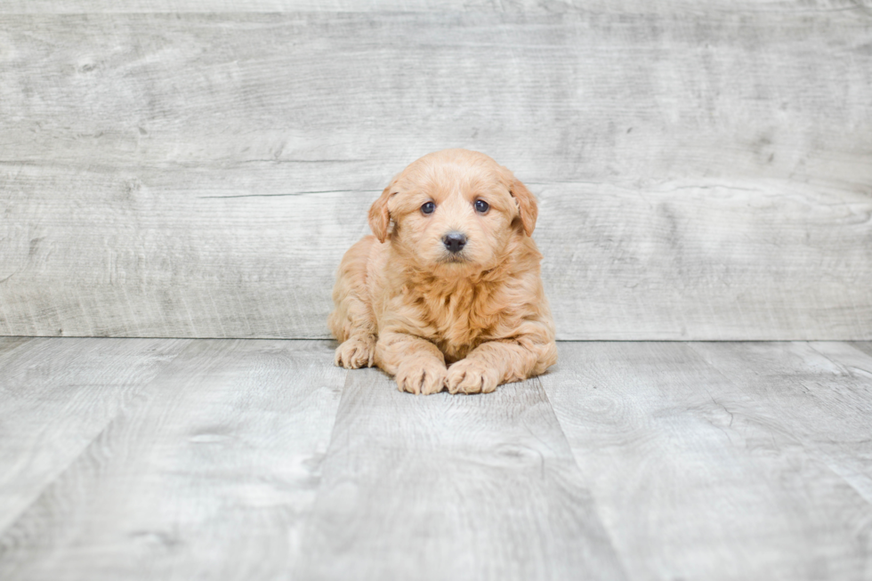 Mini Goldendoodle Pup Being Cute