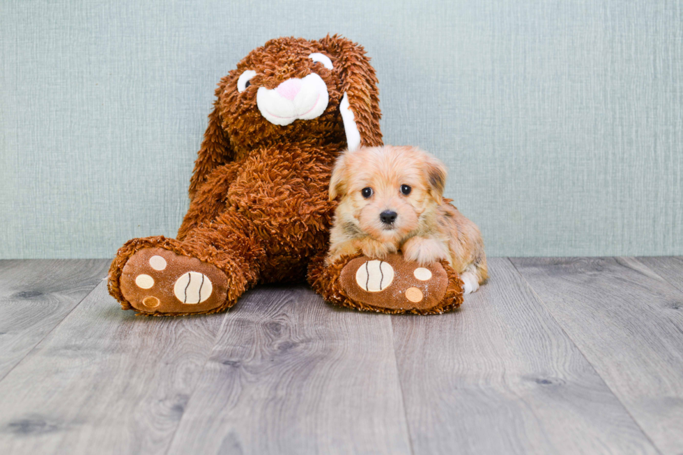 Funny Morkie Designer Pup