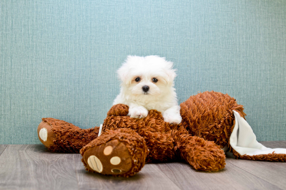 Maltese Puppy for Adoption