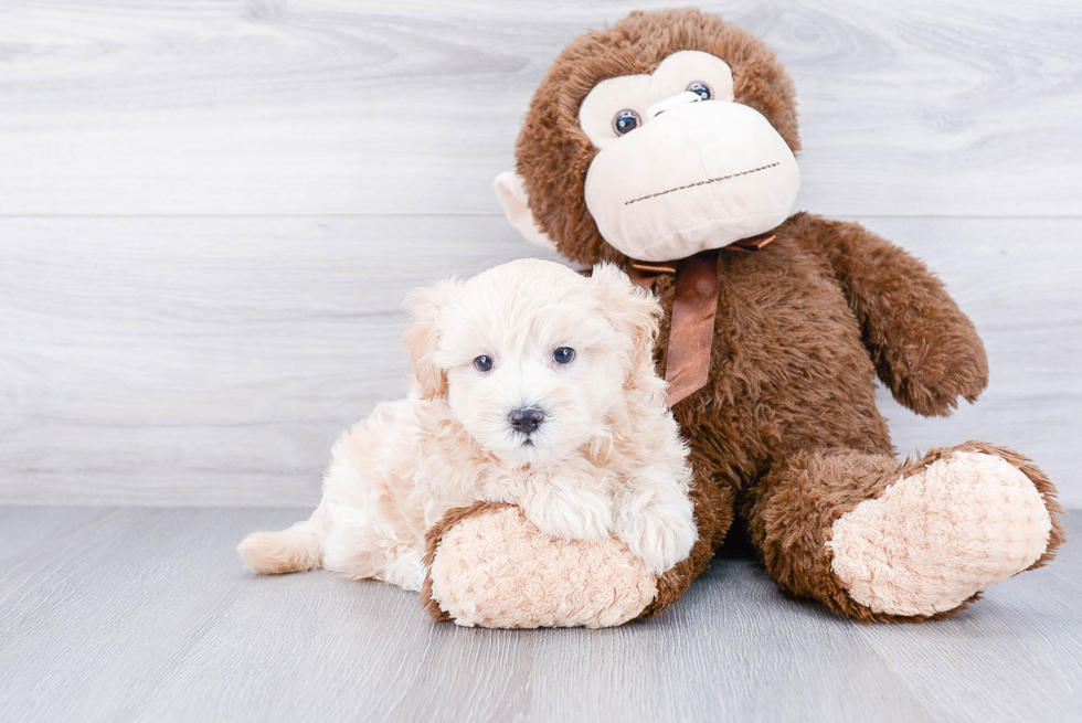 Maltipoo Pup Being Cute