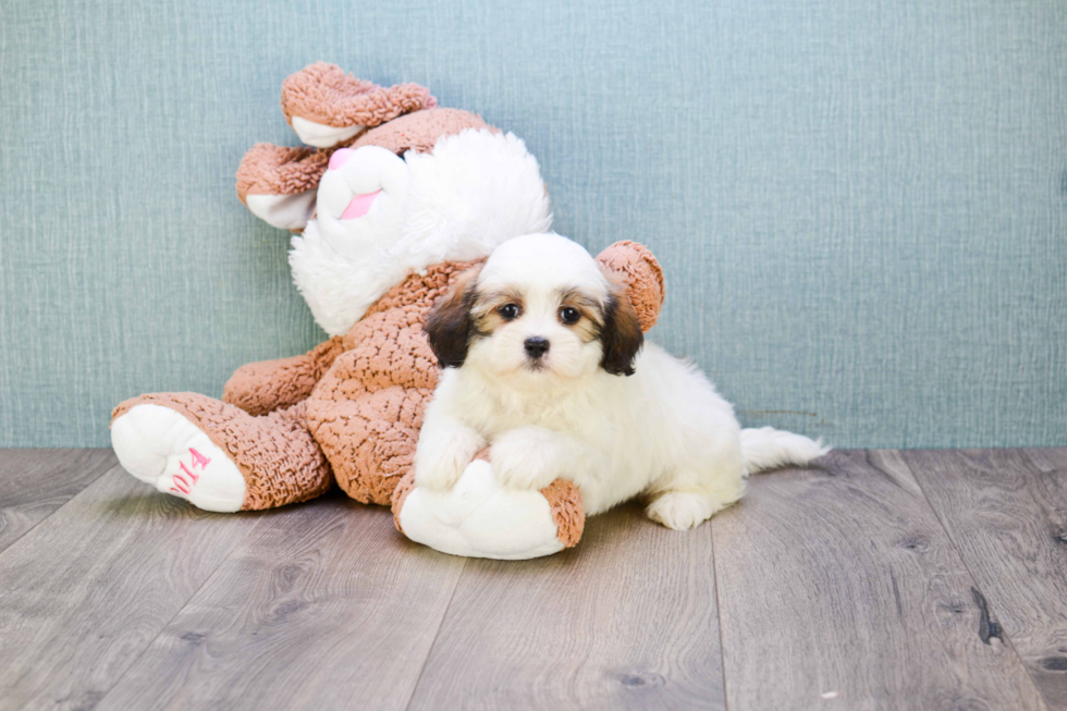 Teddy Bear Pup Being Cute