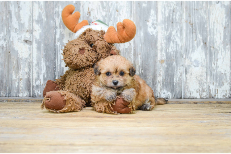 Teddy Bear Puppy for Adoption