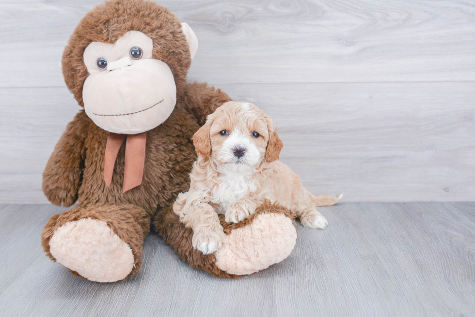 Best Mini Goldendoodle Baby