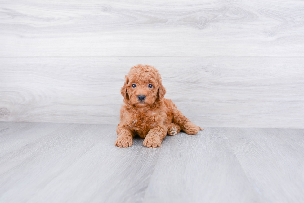 Best Mini Goldendoodle Baby