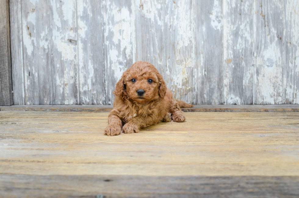 Adorable Golden Retriever Poodle Mix Puppy