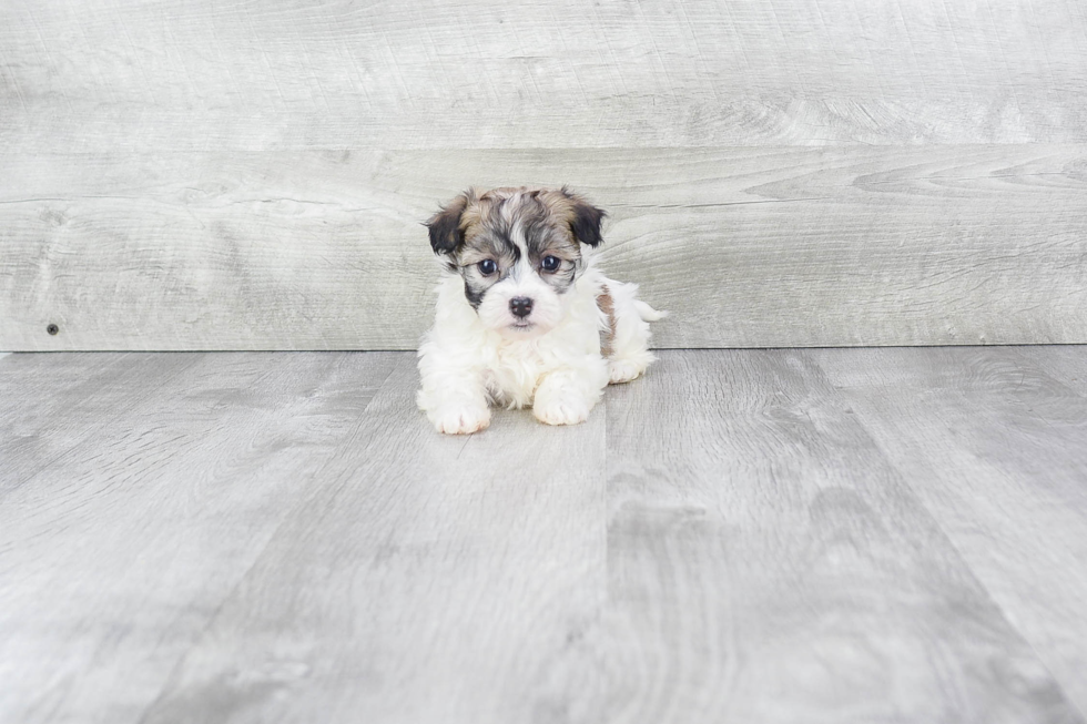 Small Havanese Purebred Pup