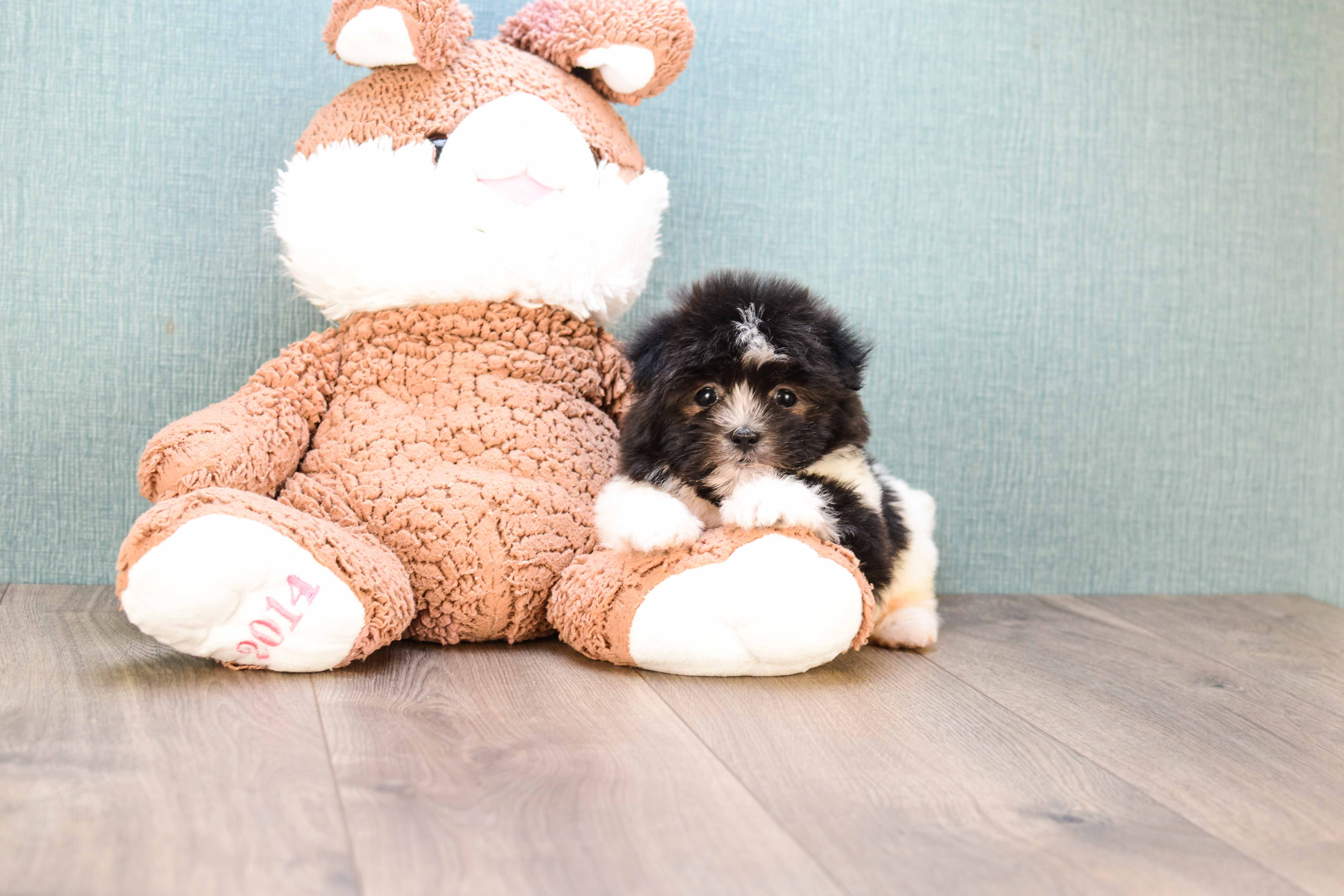 Funny Maltipoo Poodle Mix Pup