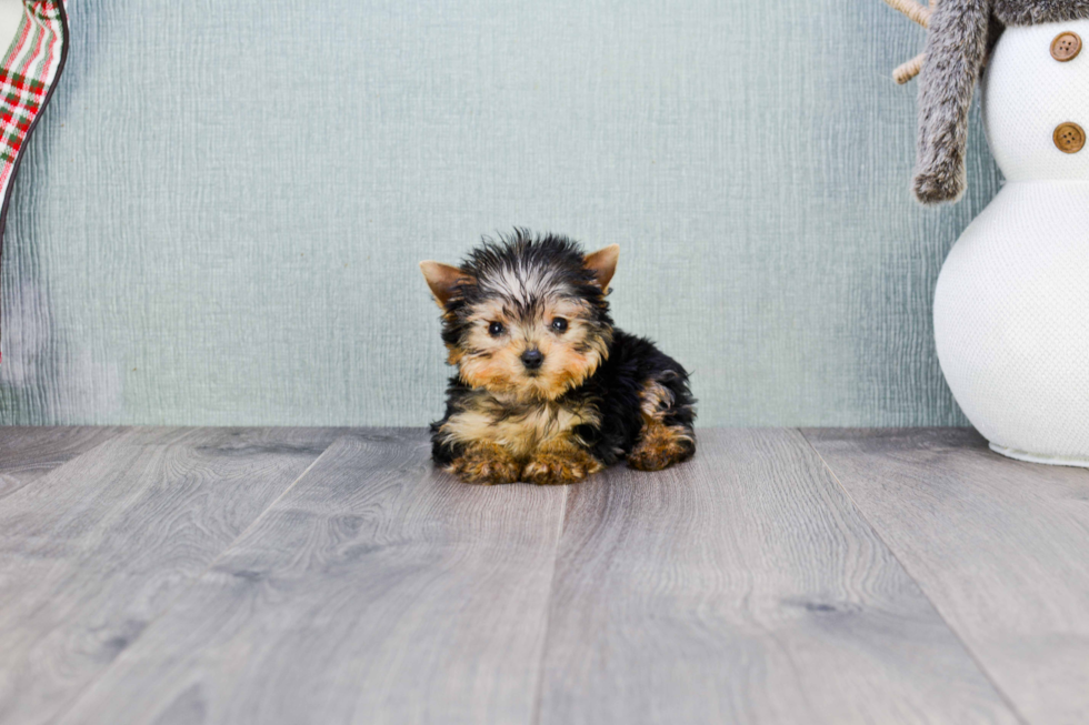 Meet Goldie - our Yorkshire Terrier Puppy Photo 