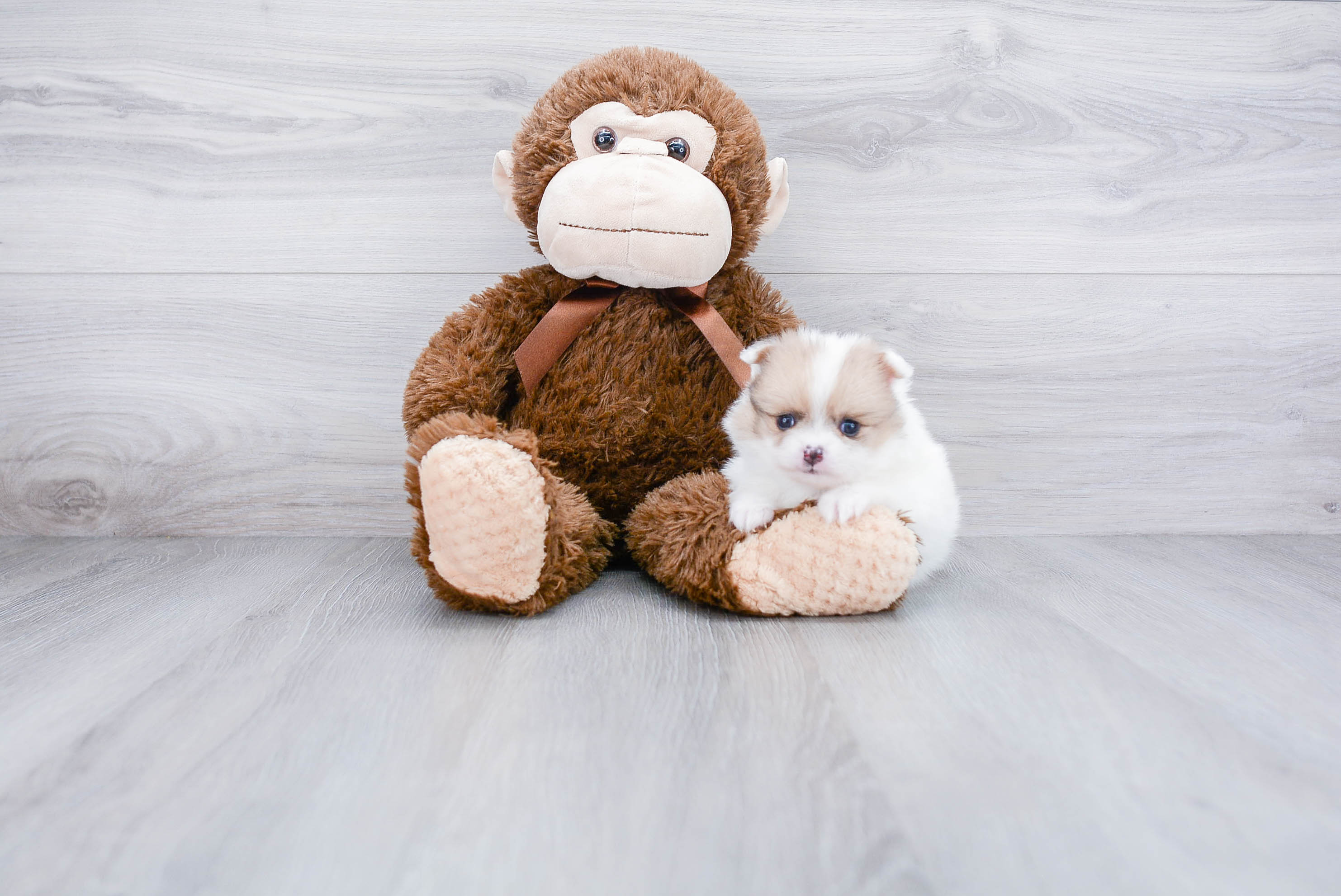 Pomeranian Pup Being Cute