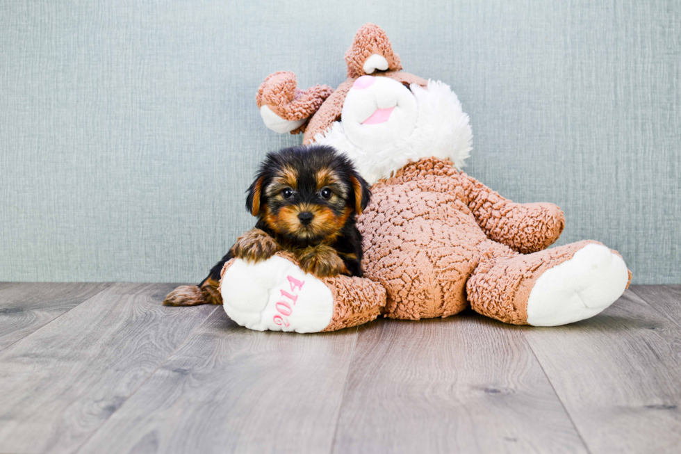 Meet Lisa - our Yorkshire Terrier Puppy Photo 