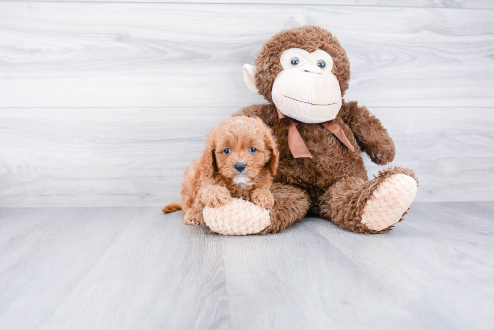 Hypoallergenic Cavoodle Poodle Mix Puppy