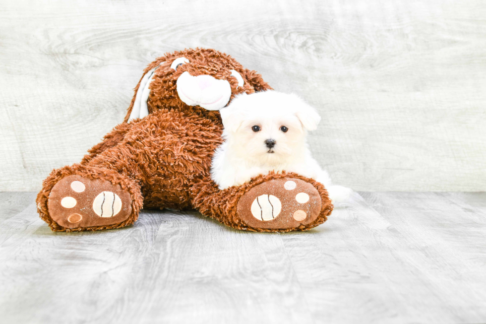 Happy Maltese Purebred Puppy